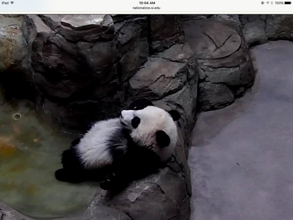 JuliaEriksen's tweet photo. Chillin in the pool. πΌβ€οΈ @houseofcubs #pandastory #beibei #hotpanda https://t.co/meDJomCQnS