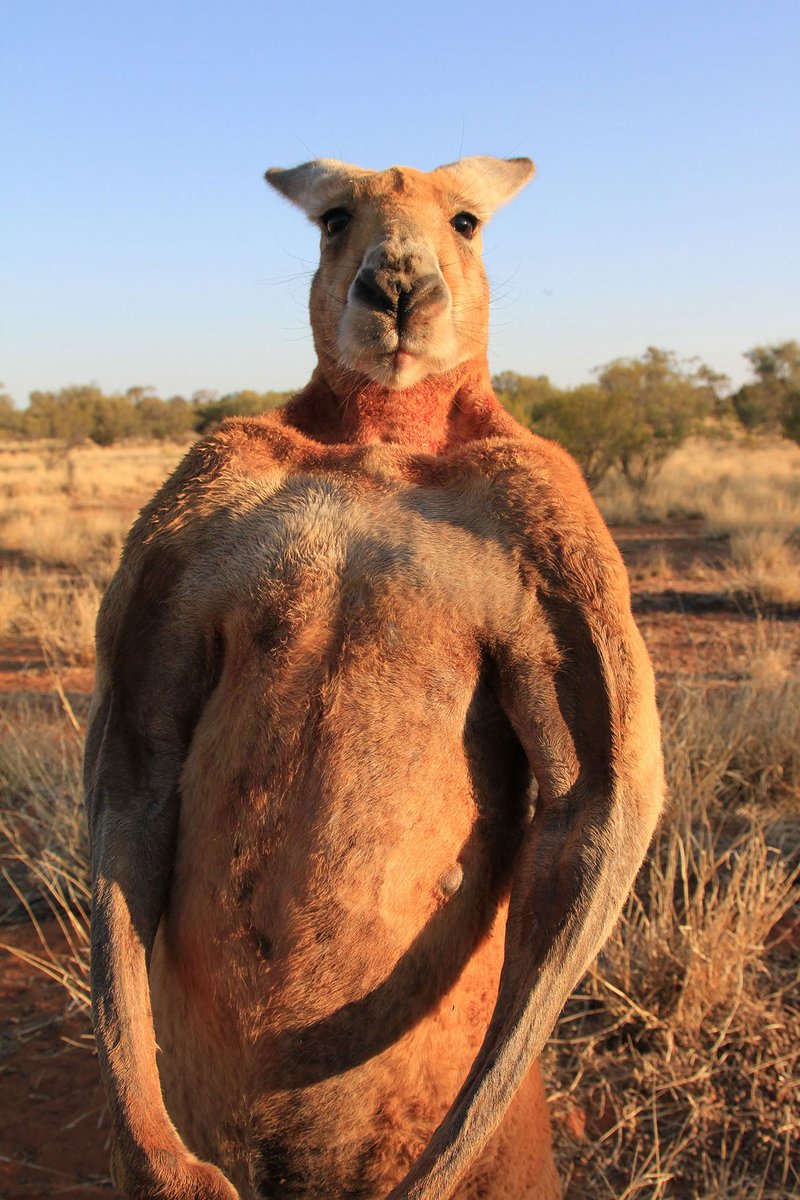 Male red kangaroos continue to grow throughout their lives. The ...