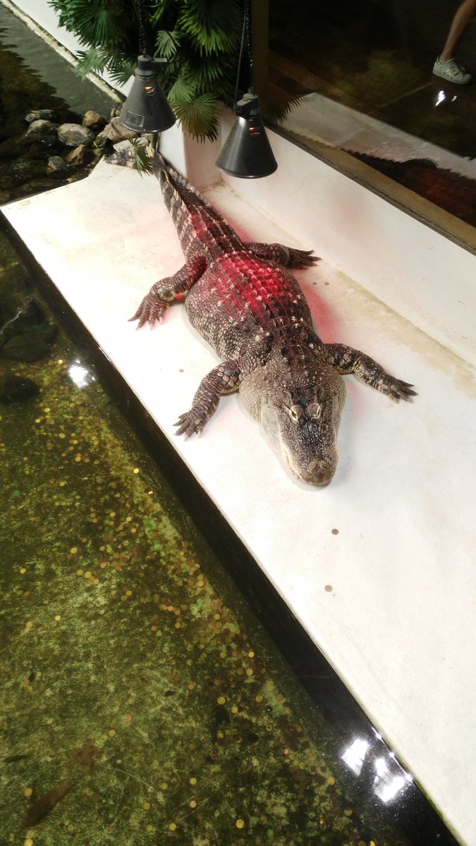 dylanklein10's tweet photo. 🐊#reptiles https://t.co/Bj5Mf7gEB2