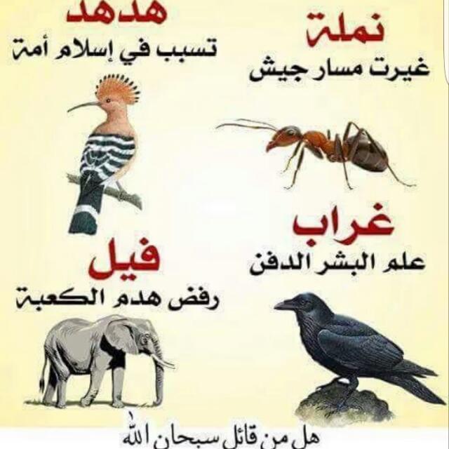 Altobi14's tweet photo. هل من قائل سبحان الله؟ https://t.co/T0VJjYAwdo