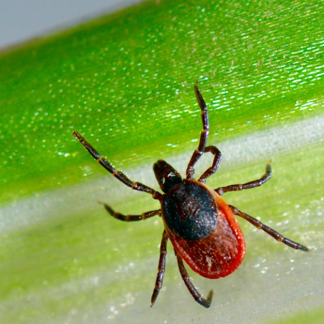 Todaysparent's tweet image. Don't panic! @DrDinaKulik explains what to do if you find a tick on your kid —&amp;gt; ow.ly/F24W302cHde
