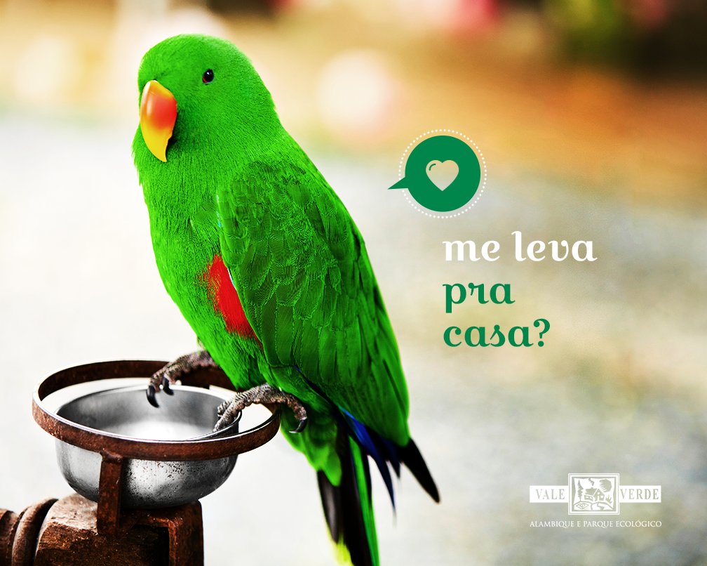 valeverdeparque's tweet photo. Os Ecletus precisam de cuidados e de carinho. Esse aí da foto está esperando pra ser seu: https://t.co/jETgKttcVG. https://t.co/pxQEi4l6Cb