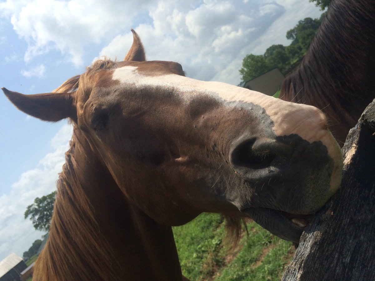 Melanie Kendall (MelanieKendall) Twitter