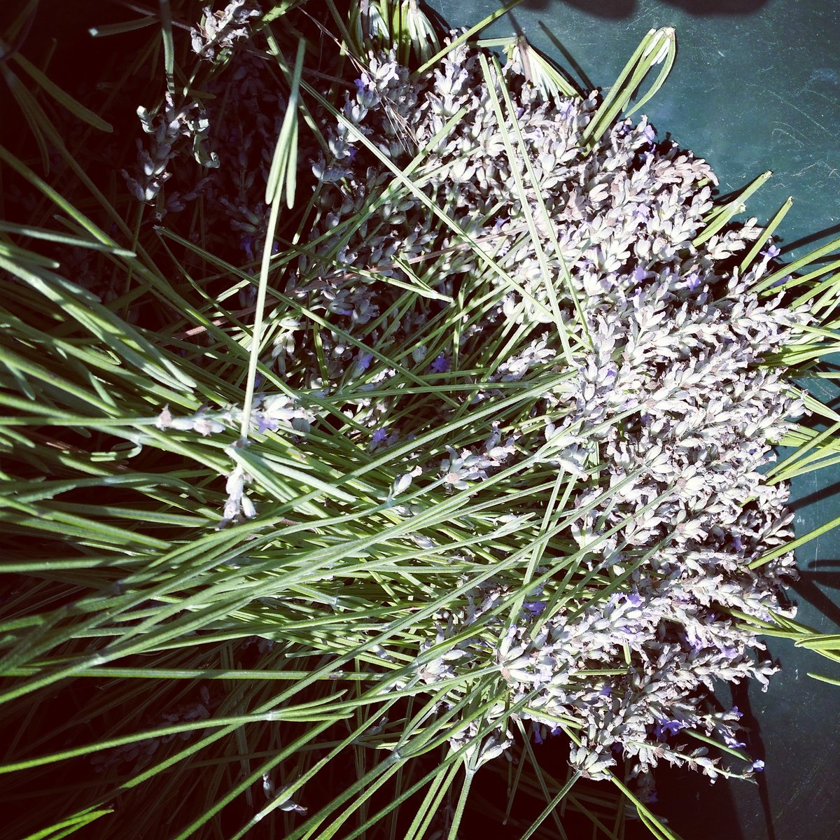 SusanVanVolkenb's tweet photo. Taking in the harvest. #lavender #flowers #savannahsmeadow #treehouseexperience #countryliving https://t.co/2XRi9PBBvP