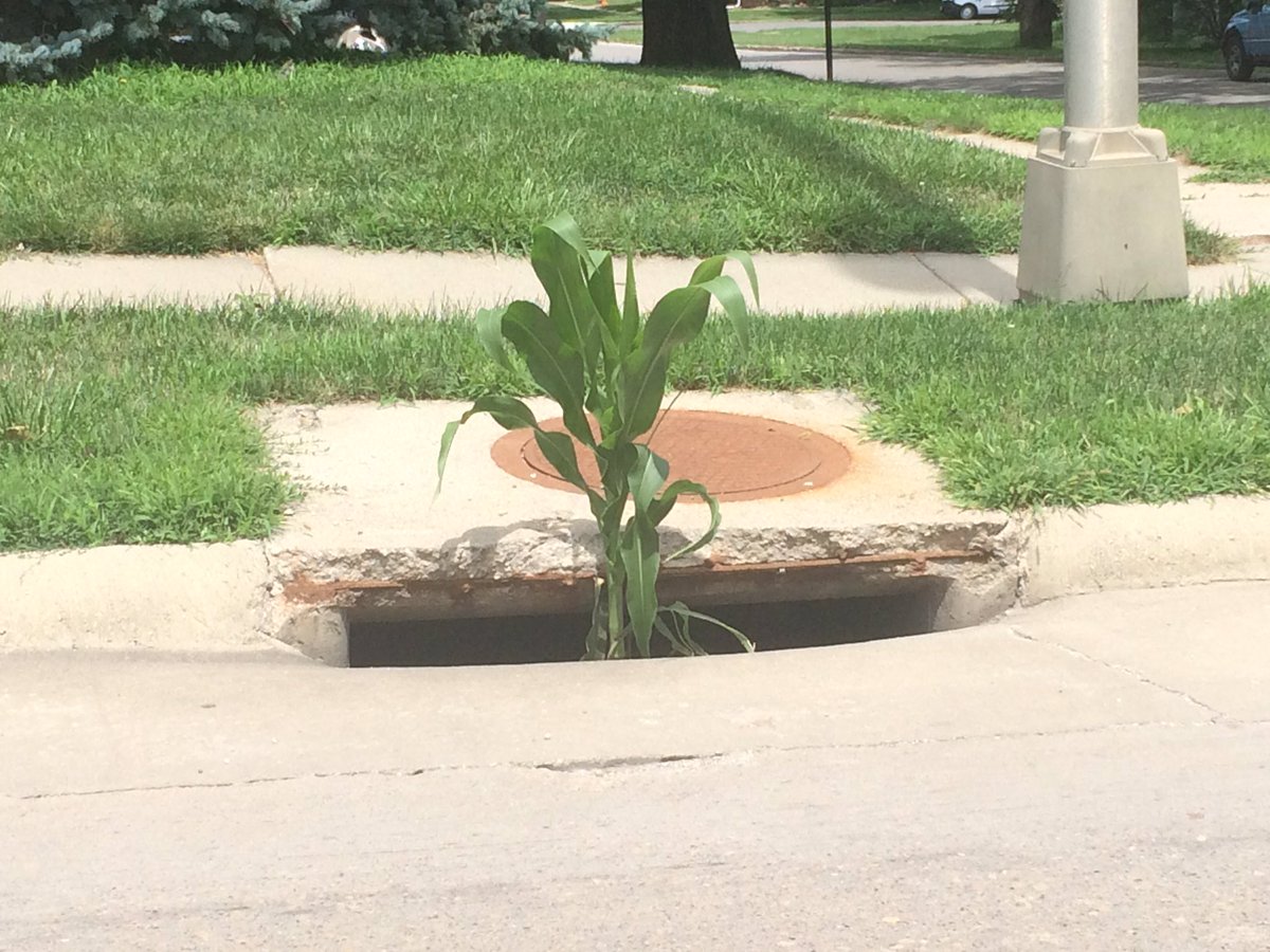 adamsfamfarms's tweet photo. Has corn officially come out of the gutter today? @ChipFlory @TopThird https://t.co/RGhXDZOits