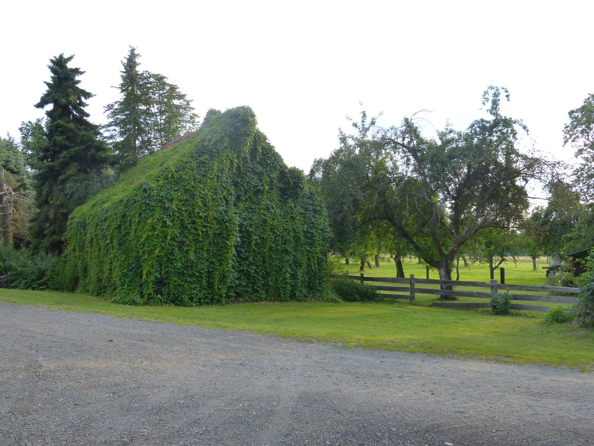 Die alte Dorf Schmiede in einem kleinem verschlafenen Dorf. 
Die Natur kehrt zurück. Ein schönes Grün erblüht