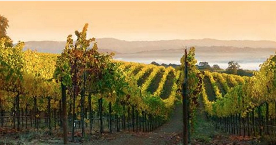 Beau_Wine_Tours's tweet photo. Experience the #RussianRiverValley with us! https://t.co/vTezF2U1HJ #SonomaCounty https://t.co/Rh5aHF8iLZ