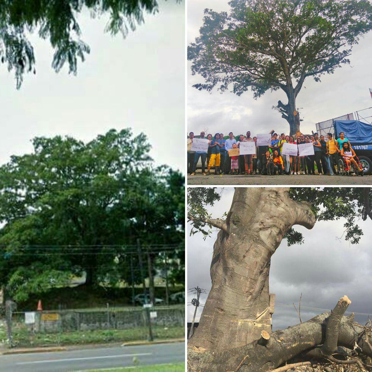 CokisMedina's tweet photo. En defensa de una higuera centeneria @enTepic . Dónde está tu #GreenProgram, @Nissan_mx? #NoMásSierra #NissanEcocida https://t.co/XuVXuynMWb
