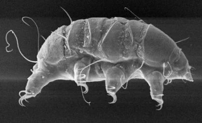 3glk_dlylk's tweet image. باحثون يابانيون تمكنوا من تجميد كائن دب الماء المجهري لمدة ثلاثين عام. والمفاجأة، الحيوان مازال حياً !