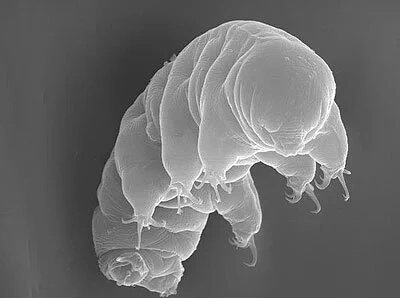 3glk_dlylk's tweet image. باحثون يابانيون تمكنوا من تجميد كائن دب الماء المجهري لمدة ثلاثين عام. والمفاجأة، الحيوان مازال حياً !