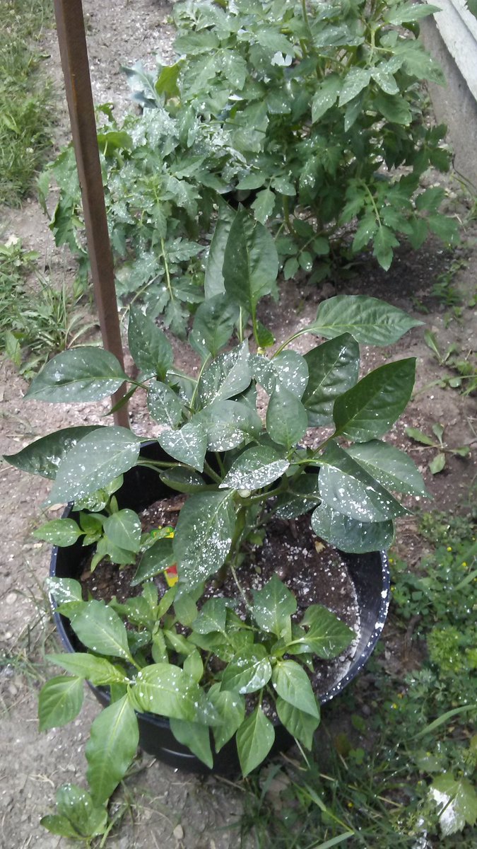 MarkFromIT2's tweet image. My replenishment until school starts back #GardenRescue @tonyatmatc