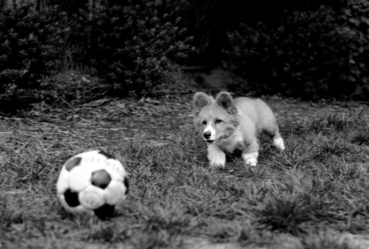 MotivacionesF's tweet image. Los mejores amigos del hombre...