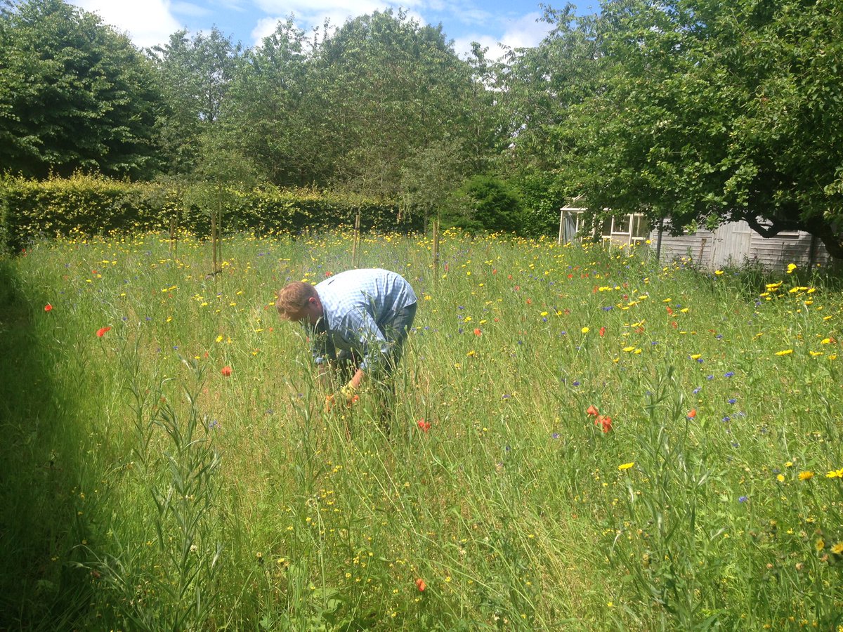 cooplandscape's tweet photo. Created a wild flower meadow for s client. #firstyear #wildflower #cotswolds #plantlove https://t.co/PjSzcNdSyb