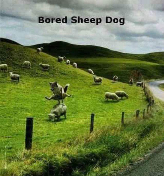 CassieBob2's tweet photo. @BCTGB @dogcelebration https://t.co/KuLY6bqQi3