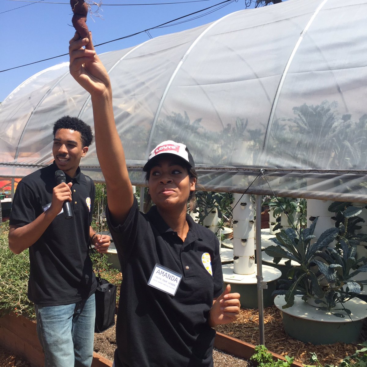 We're on a youth led urban ag tour! Here Amanda's harvesting sweet potatoes <a href="/SJLI_CA/">Social Justice Learning Institute</a>'s garden &amp; finding them homes.