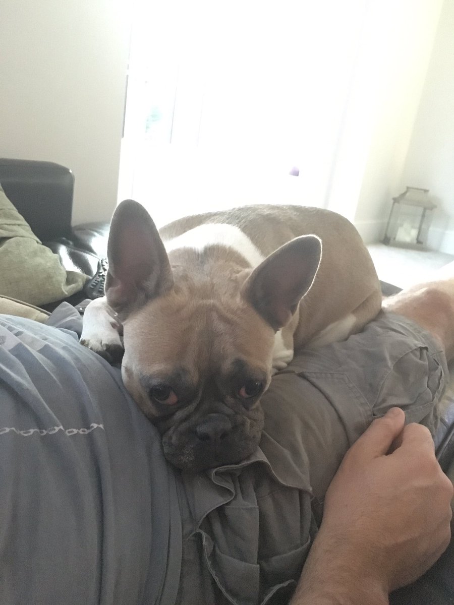RocodogSpicer's tweet photo. Tired now after all the playing #fun #rocodog #play #tired #sleep https://t.co/LwwpJWHD6U