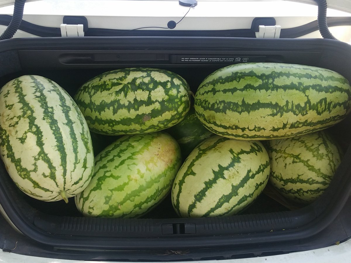 johnerockits's tweet photo. #watermelon #yellowmeat #redmeat #lokallands coming to markets near you... #SW #ATL #organixmatters https://t.co/P5ex30mPEa