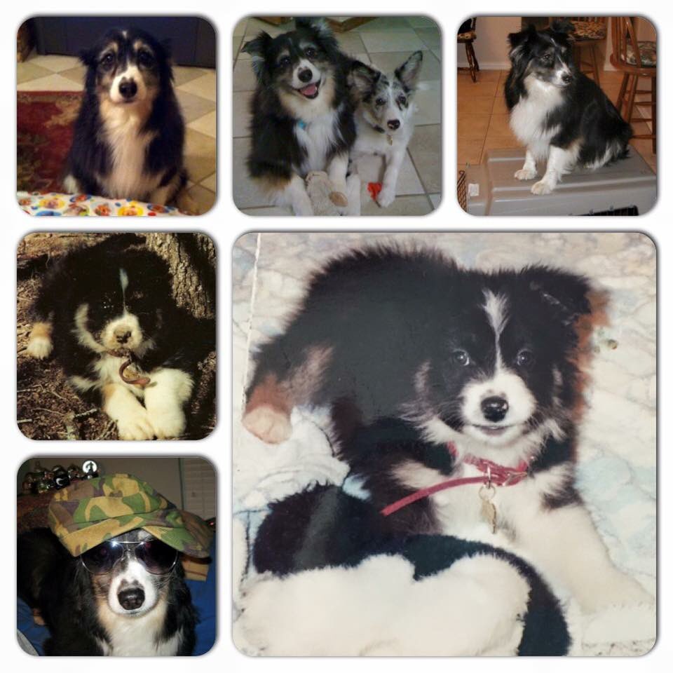 l3ethany's tweet photo. It's been 1 year since Molly passed away. #sheisirreplaceable #missingher #bestaussieintheworld https://t.co/ZpkaHz4noC