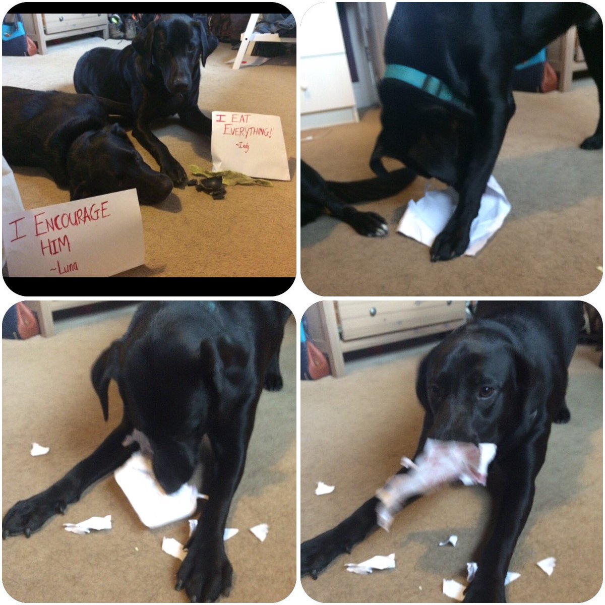 JessJess990's tweet photo. In my attempt to dog shame my lovely boy for shredding a tennis ball. #Labrador #StupidDogs #Dogs https://t.co/2ipU89Tt3J