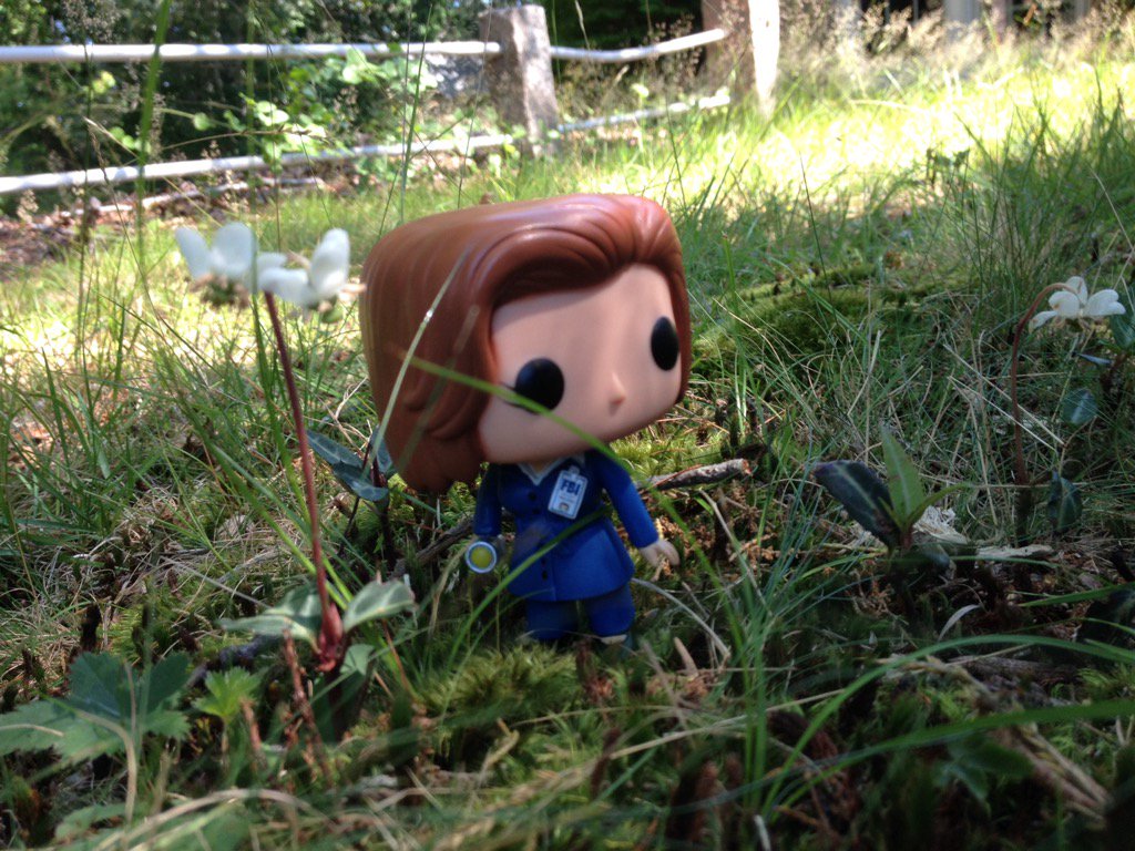 ChaoticSensible's tweet photo. Of course, no trip is complete without a little investigating. #scullyonvacation https://t.co/8kgXnrL0Rt