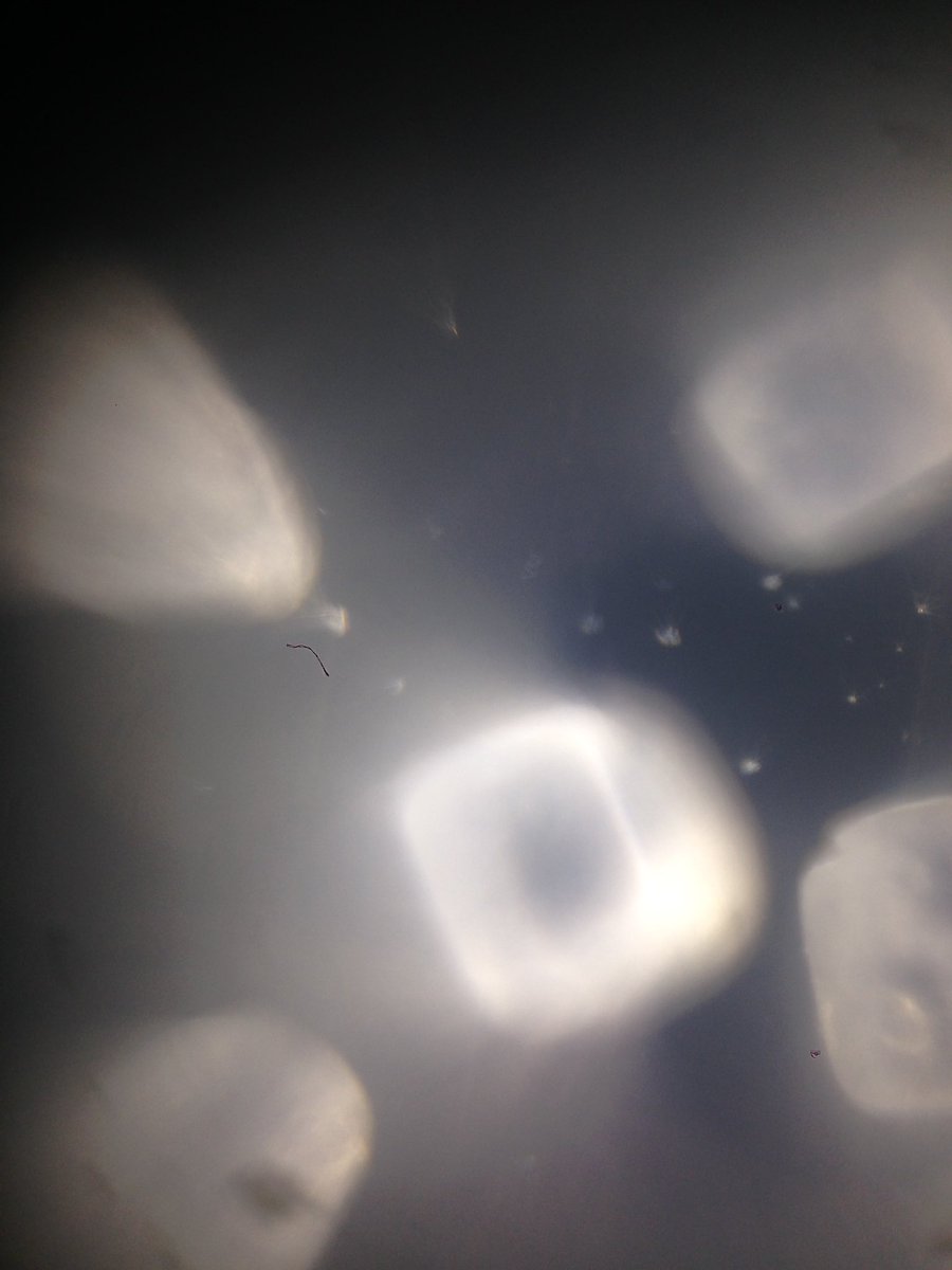 scienceannie's tweet photo. Salt under a smartphone microscope! I'm so excited to take this back to my students #microSTEM #stemttc16 https://t.co/2eafo9T42O
