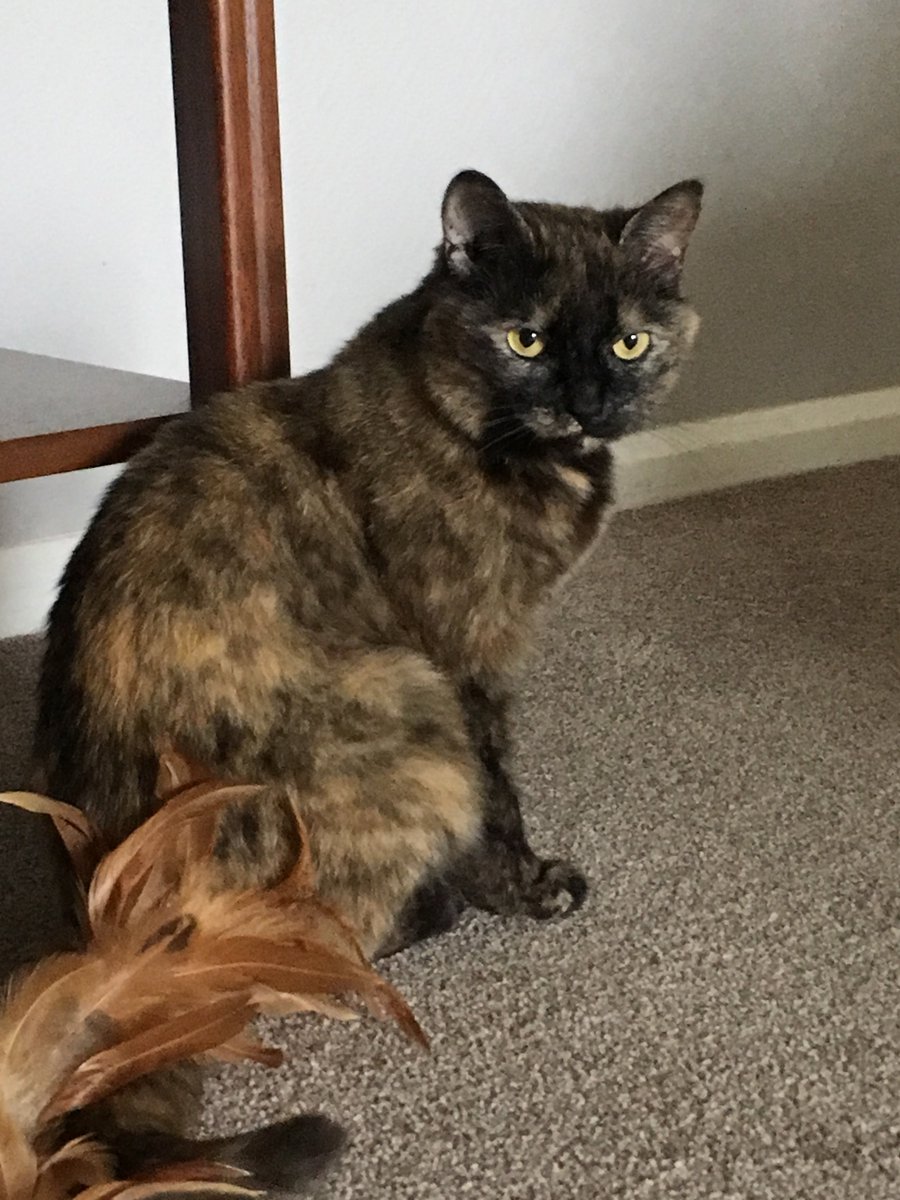 millypod1's tweet image. #Lost #ScanMe Tortoiseshell Cat Female
Meadow Close, London Colney #StAlbans #AL2 doglost.co.uk/dog-blog.php?d…