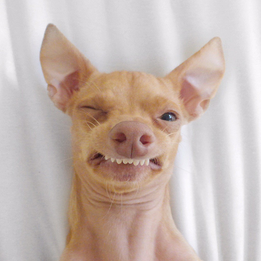 Tuna_the_dog's tweet photo. That relatable moment when this is what your passport photo will look like for the next 10 years of your life! 😩 https://t.co/j5t9swj5As