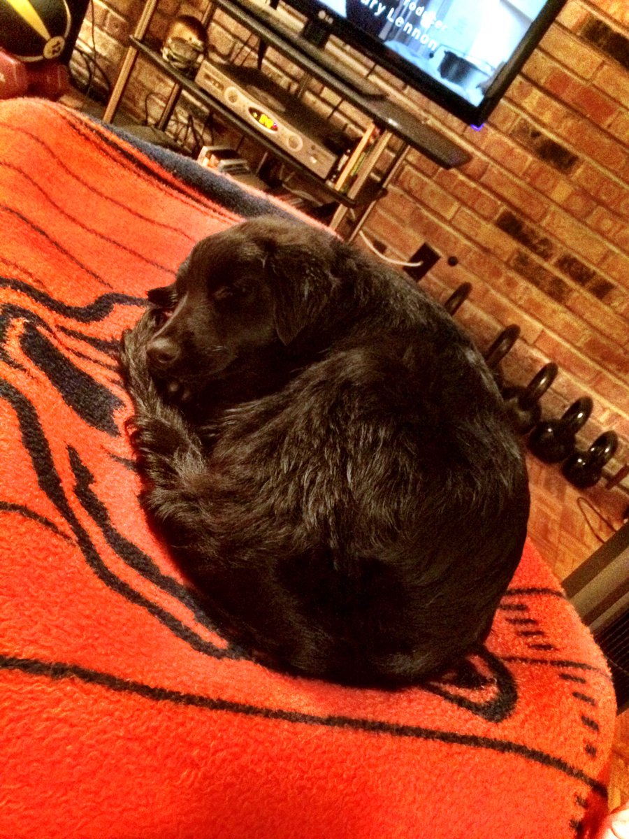 MrJackieMoon's tweet photo. #PeakProperties gave us a house, Lucille made it a home. #AdorablePet https://t.co/ulI1HRIv5d