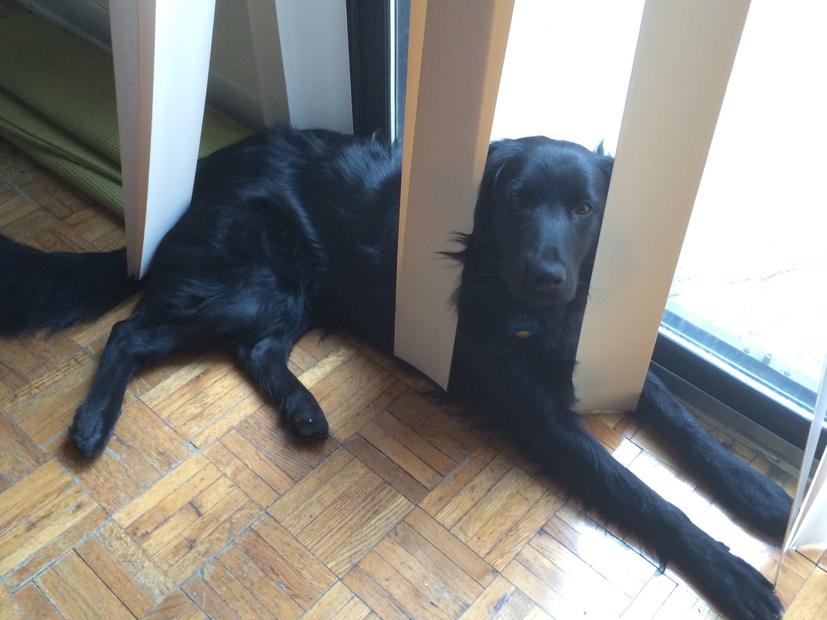 MrJackieMoon's tweet photo. #PeakProperties gave us a house, Lucille made it a home. #AdorablePet https://t.co/ulI1HRIv5d