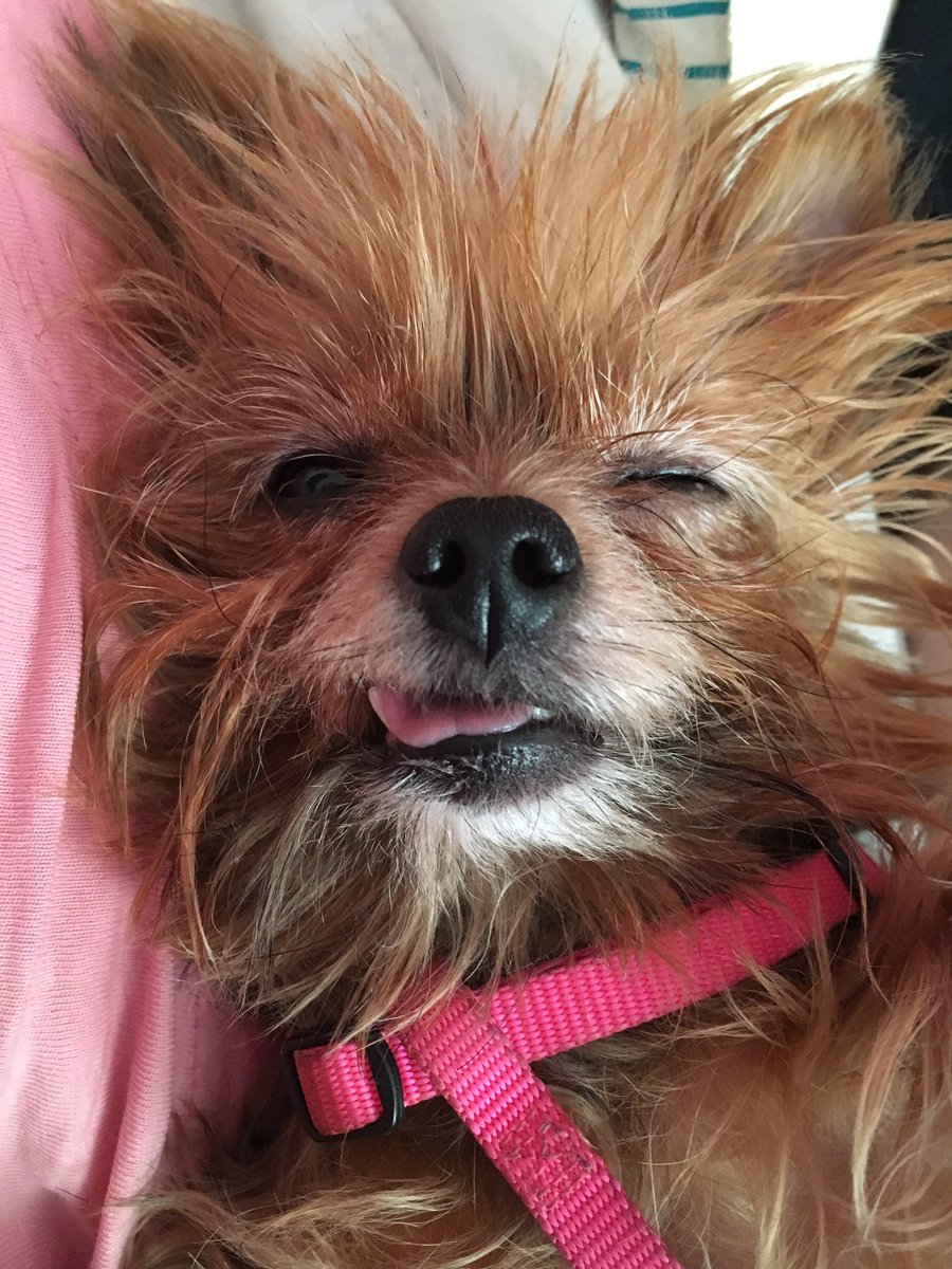 danielleinks13's tweet image. #JavaBean is the first thing I see when I wake up. Isn&apos;t she the #cutestdogever ? #dogsoftwitter #yorkie