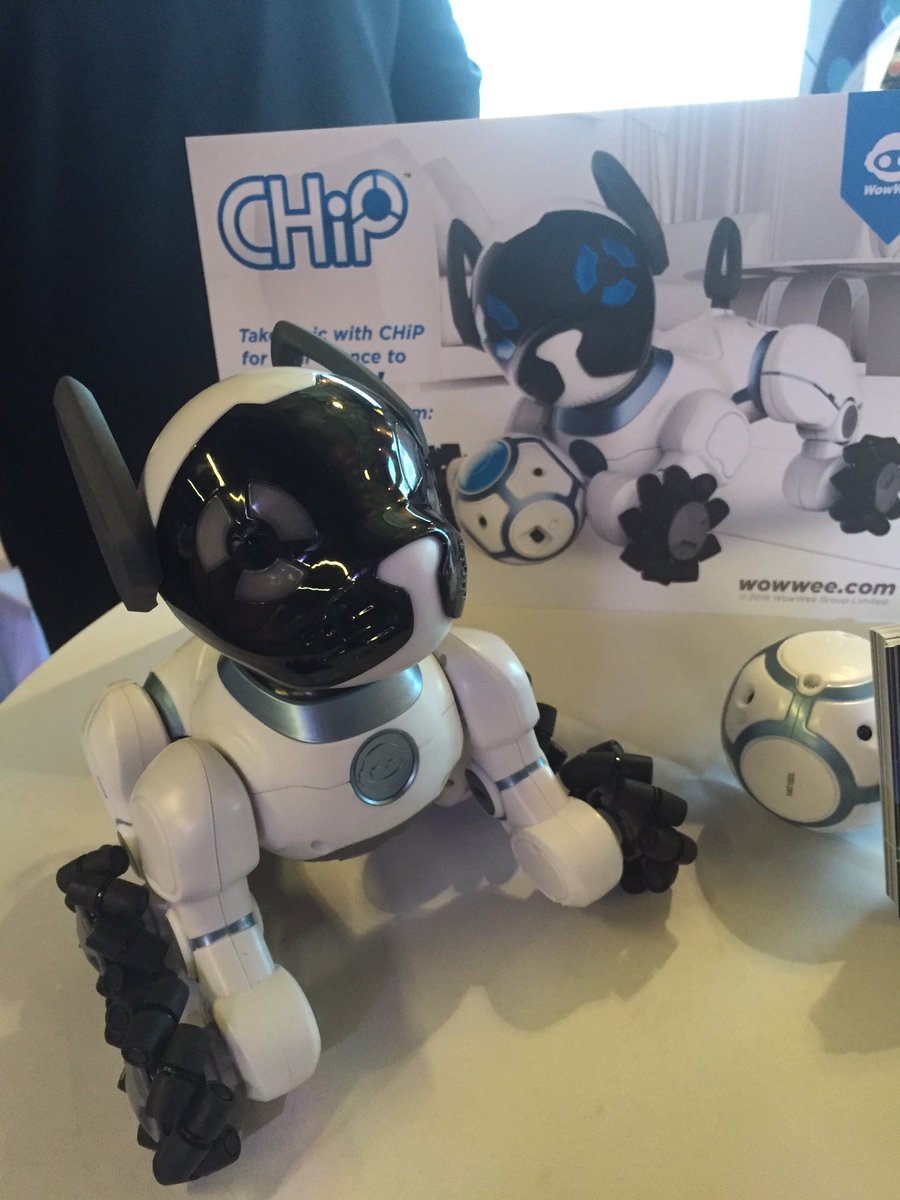 ahalfdozenlife's tweet image. #chipk9 super fun pet! #BBNYC