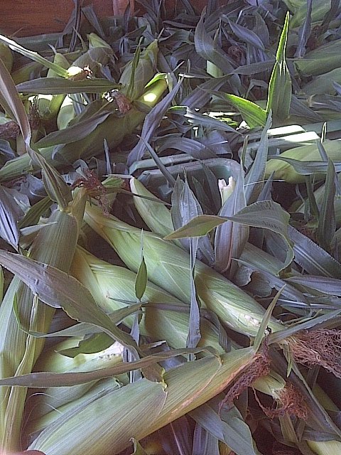 We have started to pick SWEET CORN!  The corn stand at 196709 19th line will be open tomorrow 1 till 6