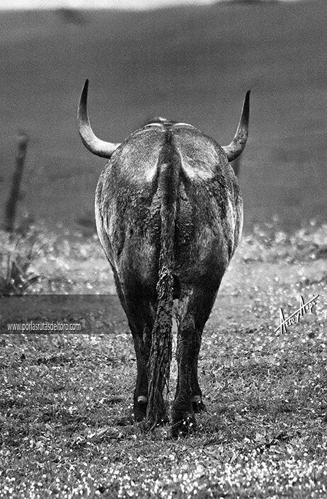 Guille_H95's tweet photo. Ya no quedan toros en los corrales del gas #Miura https://t.co/jhAoc1AwLd