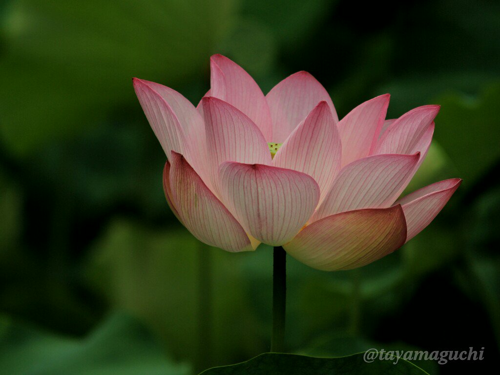 ぐっち Sur Twitter 美しいシルエットの蓮の花 このシルエットは仏さんをイメージさせるのは何故 と思い調べてみました 蓮 はインドの国花で 仏教とも関わりが深く 阿弥陀様が座っている花なんですね 蓮 ハス はす 写真好きな人と繋がりたい T Co