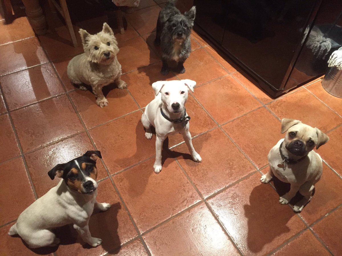 The pack! Milly, Wally, Nutz, Pip and Ted 🐾 love them