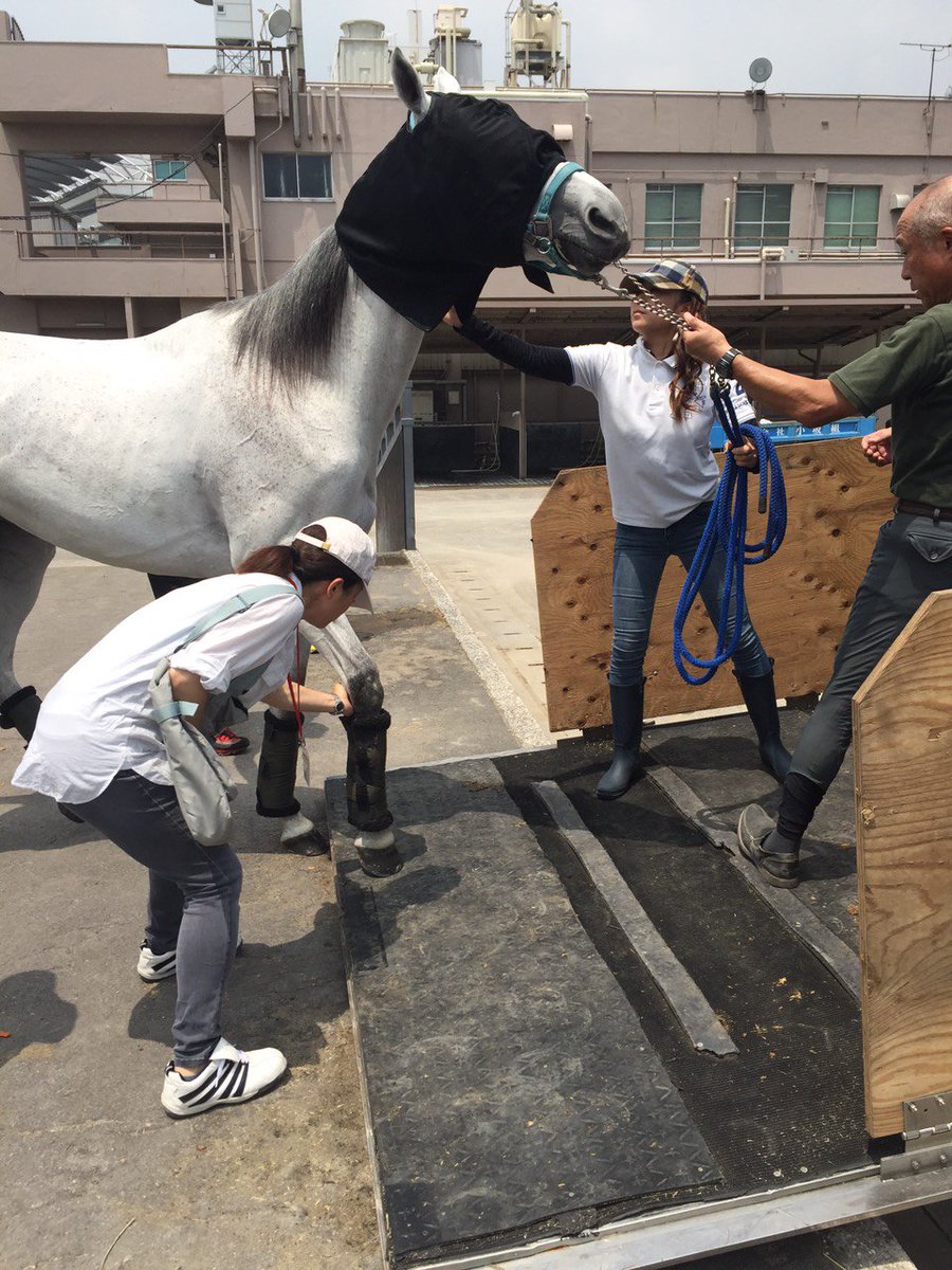 東京シティ競馬 Tck 先ほど ビービーシェンロンを乗せた馬運車が埼玉の乗馬クラブへ向けて出発いたしました 最初は馬 運車に乗るのを嫌がり 最終的に目隠しをして乗り込みました シェンロンはもっとｔｃｋに残って誘導馬のお仕事を続けたかったのかも