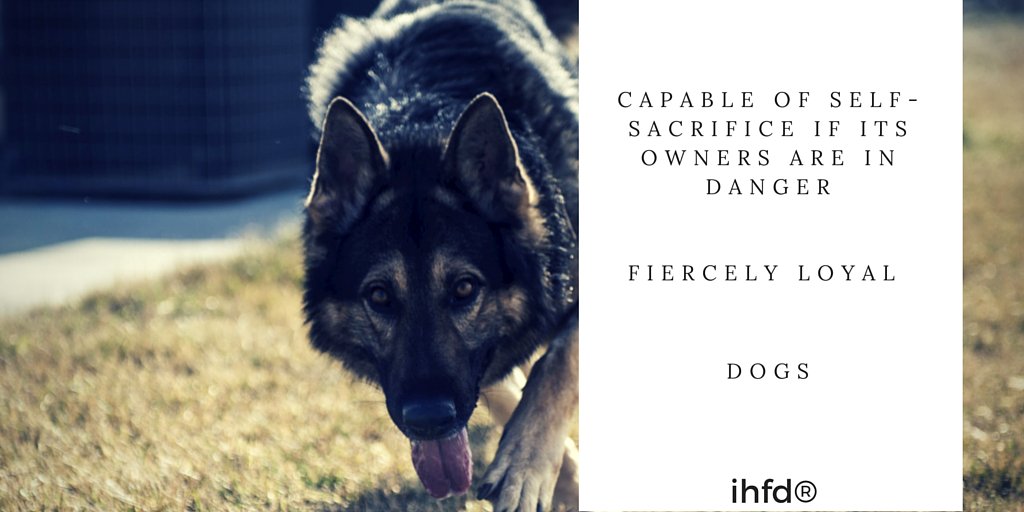 ihfd_tweet's tweet photo. #dogs #dogsoftwitter #dogsarelove #dogsarefamily https://t.co/pf6qJ4YdSf
