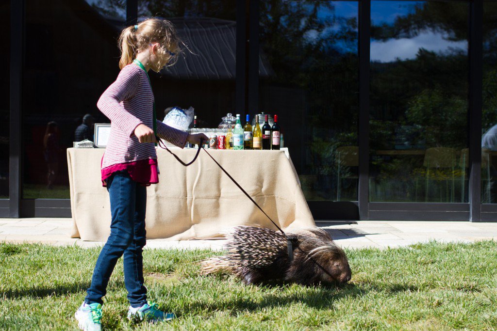 An African Crested Porcupine out for a stroll at Take A Walk On The Wild Side Gala Photo by Robert Larson #zootoyou