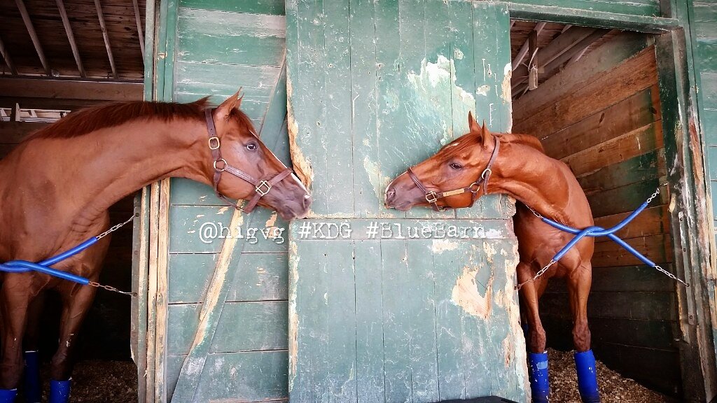 higvg's tweet photo. #PowerHeat #Gyrfalcon @StudDonaTita #Hipismo #Caballos #Purasangres @kikodangelo #BlueBarn #KDG #CuadraAzulUSA https://t.co/zrcgKen7ka