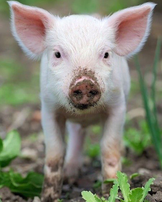 Just Cute Pigs tweet media