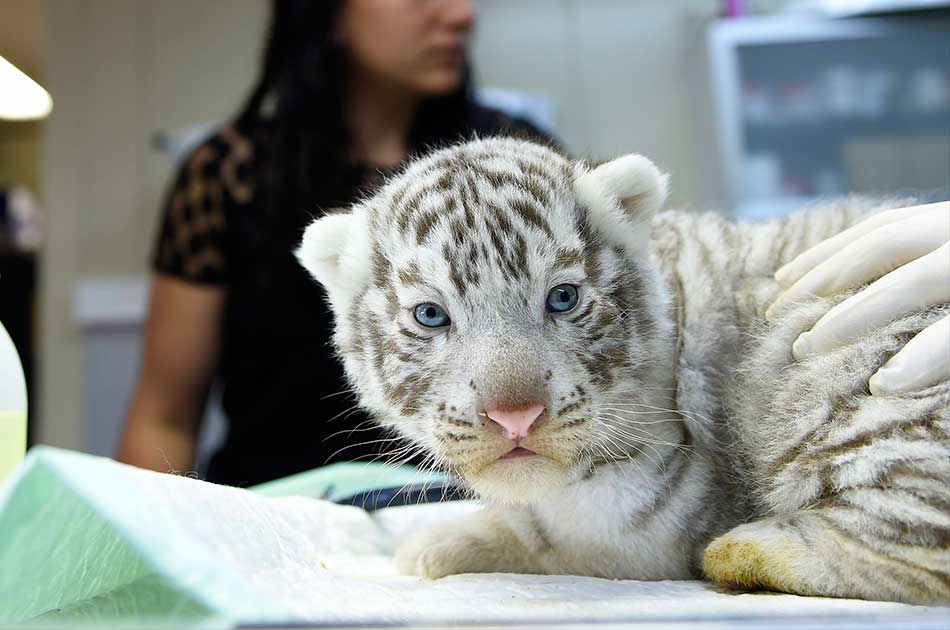NoticiasCaracol's tweet photo. Sobredosis de ternura: presentan a tres tigres blancos #Fotos -> https://t.co/beZeuqGBf3 https://t.co/kBWarnjh6H
