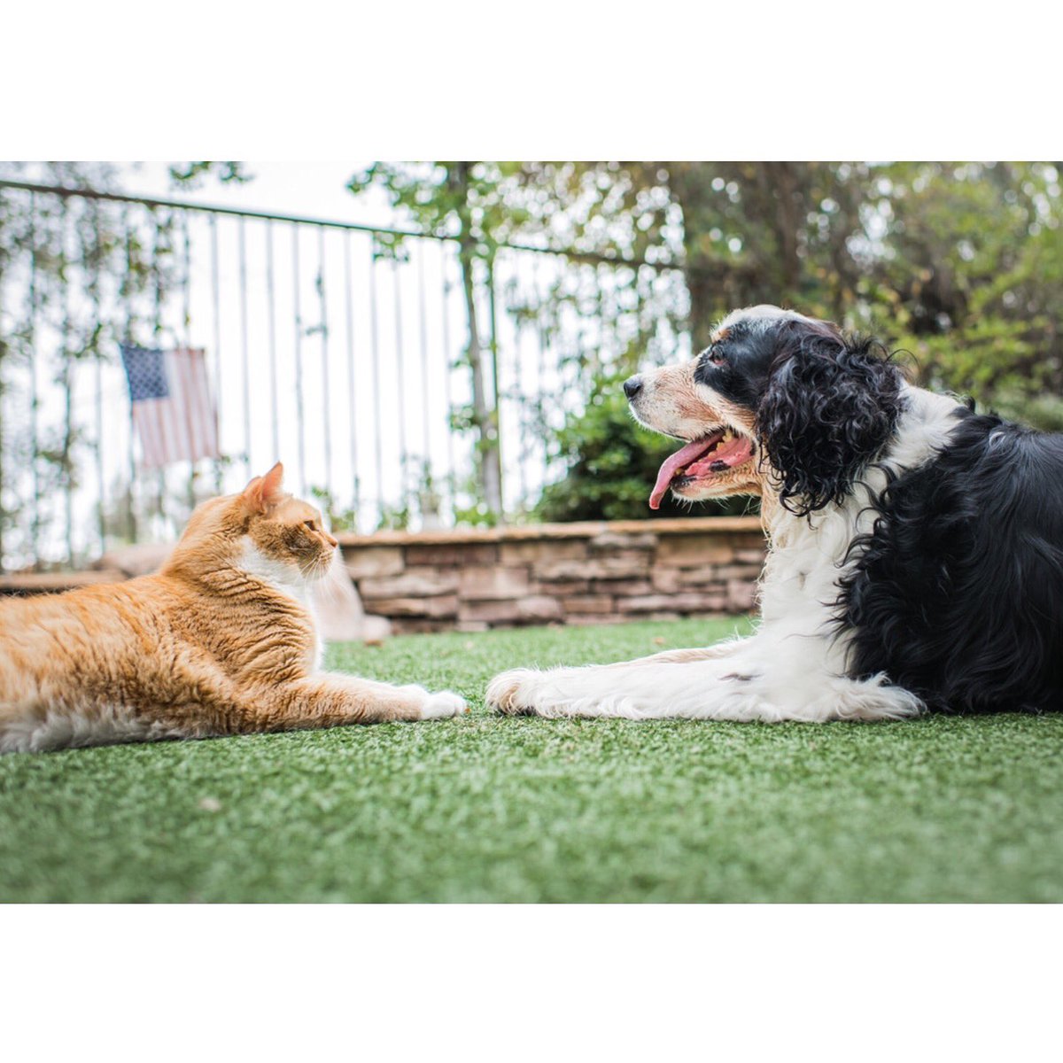 GingerHobbes's tweet photo. “Promise me you’ll never forget me because if I thought you would I’d never leave.“
― Winnie the Pooh

 #RustyLove https://t.co/XCAvkTEOoT