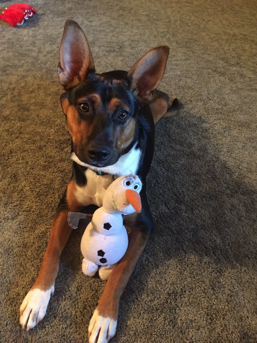 DaniiGracee's tweet photo. Poor Olaf has lost his hair, eye brows and has many bite holes but she loves him still ❄️⛄️ #ElsaandOlaf https://t.co/oFYQaBuh1Y