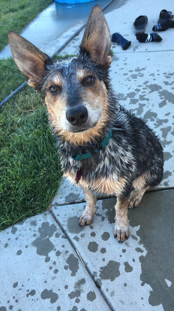 BigCandyChandy's tweet photo. I love spraying the hose at him and he's love playing with the water https://t.co/HeLs0Jr0tM