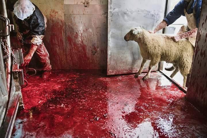 MikkoAlanne's tweet photo. Apologies for this grim image, but it's just the truth. Leave the cycle of violence: https://t.co/wtGBjeuK71 #vegan https://t.co/NfCgmCfCS4
