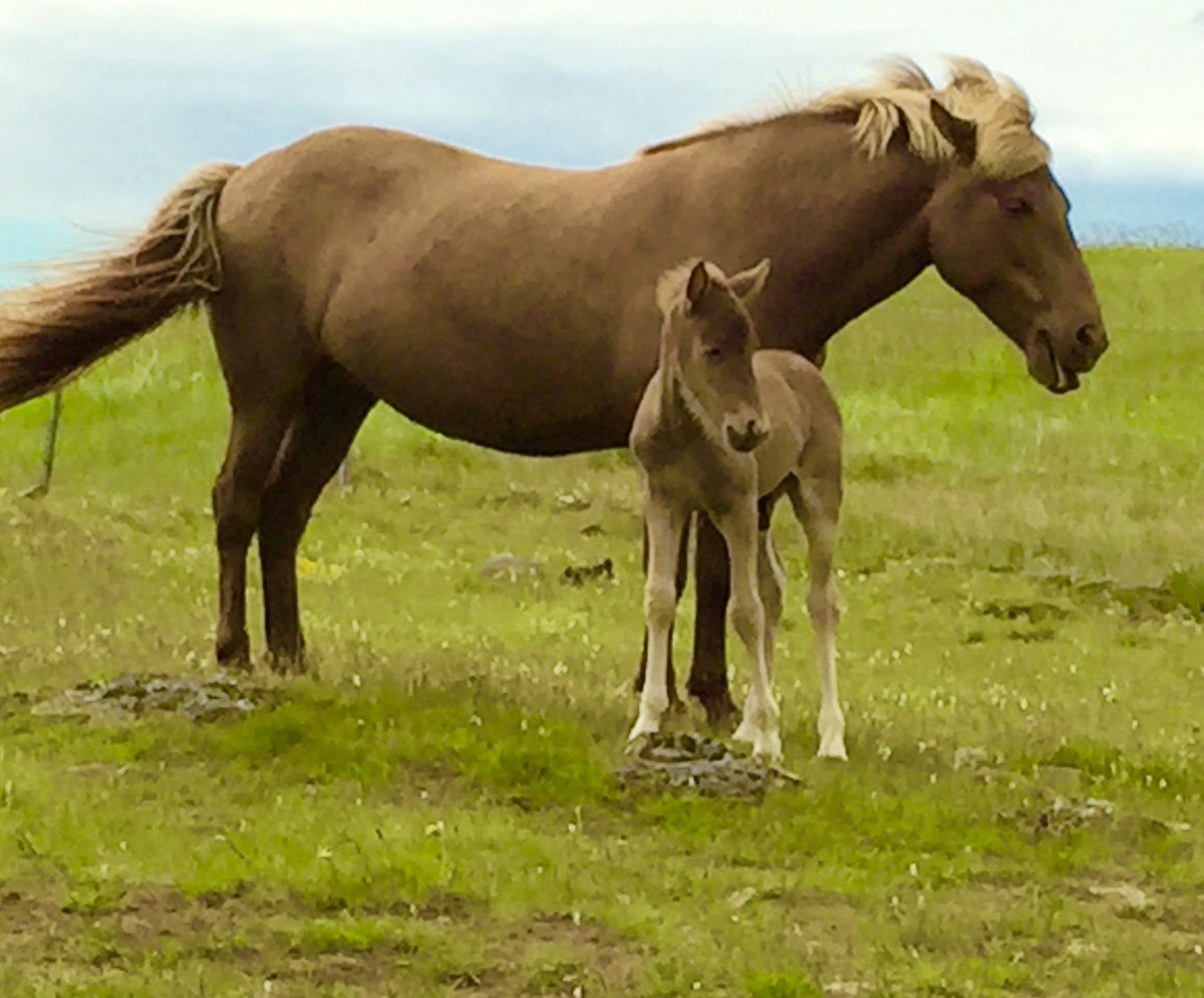 Journeywoman's tweet photo. Icelandic horses - We stopped by the roadside to observe this doting mare and her tiny, young foal. #insightmoment https://t.co/SEDYai0yWf