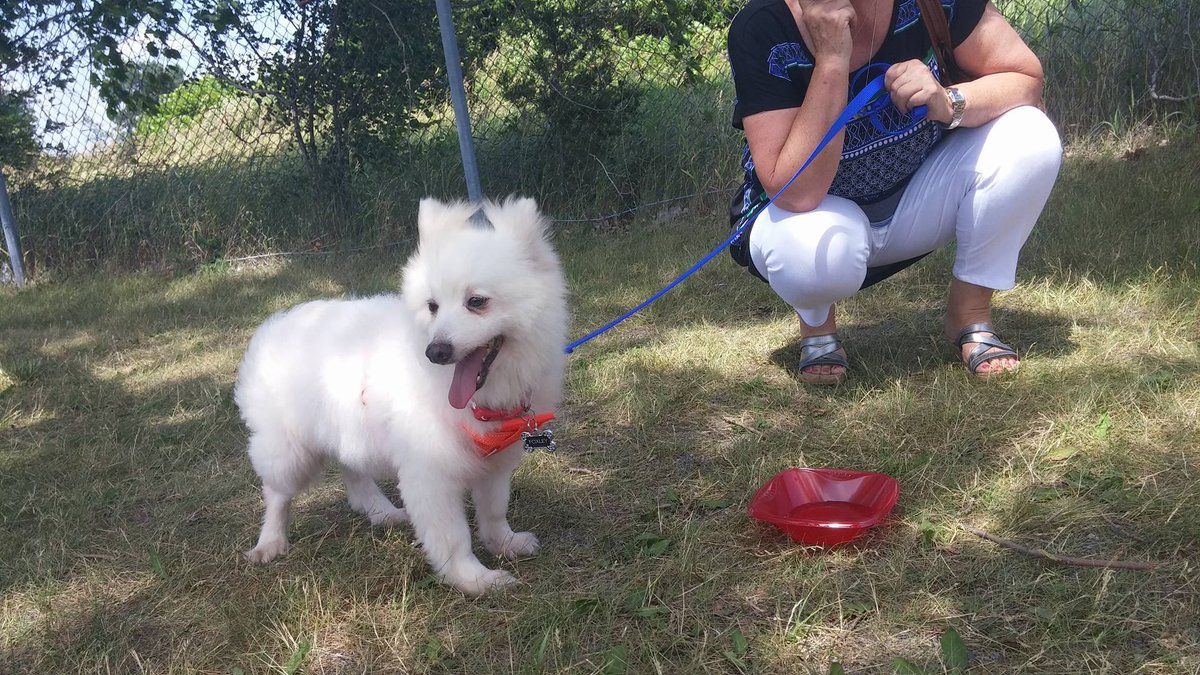freekoreandogs's tweet photo. Today Lief, Korean rescue, arrived in Canada. Look at his life before and after. https://t.co/c3s0VZsjuW