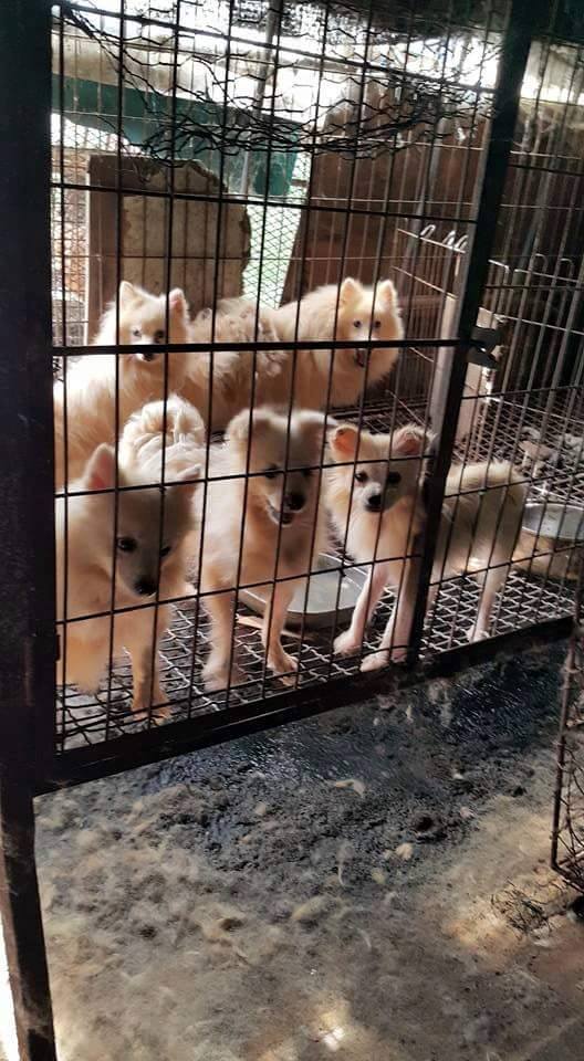 freekoreandogs's tweet photo. Today Lief, Korean rescue, arrived in Canada. Look at his life before and after. https://t.co/c3s0VZsjuW