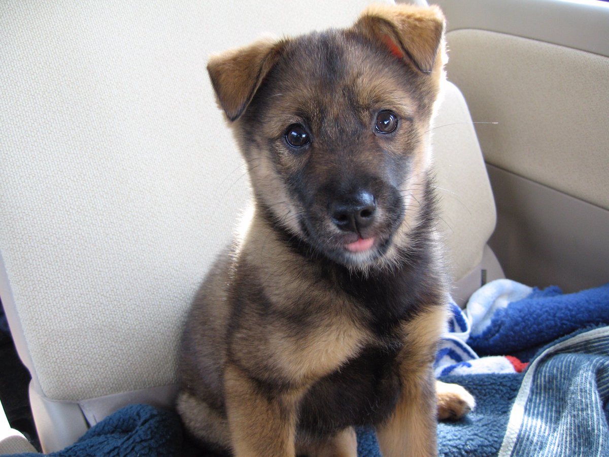 えいちつーはぐれ tweet media