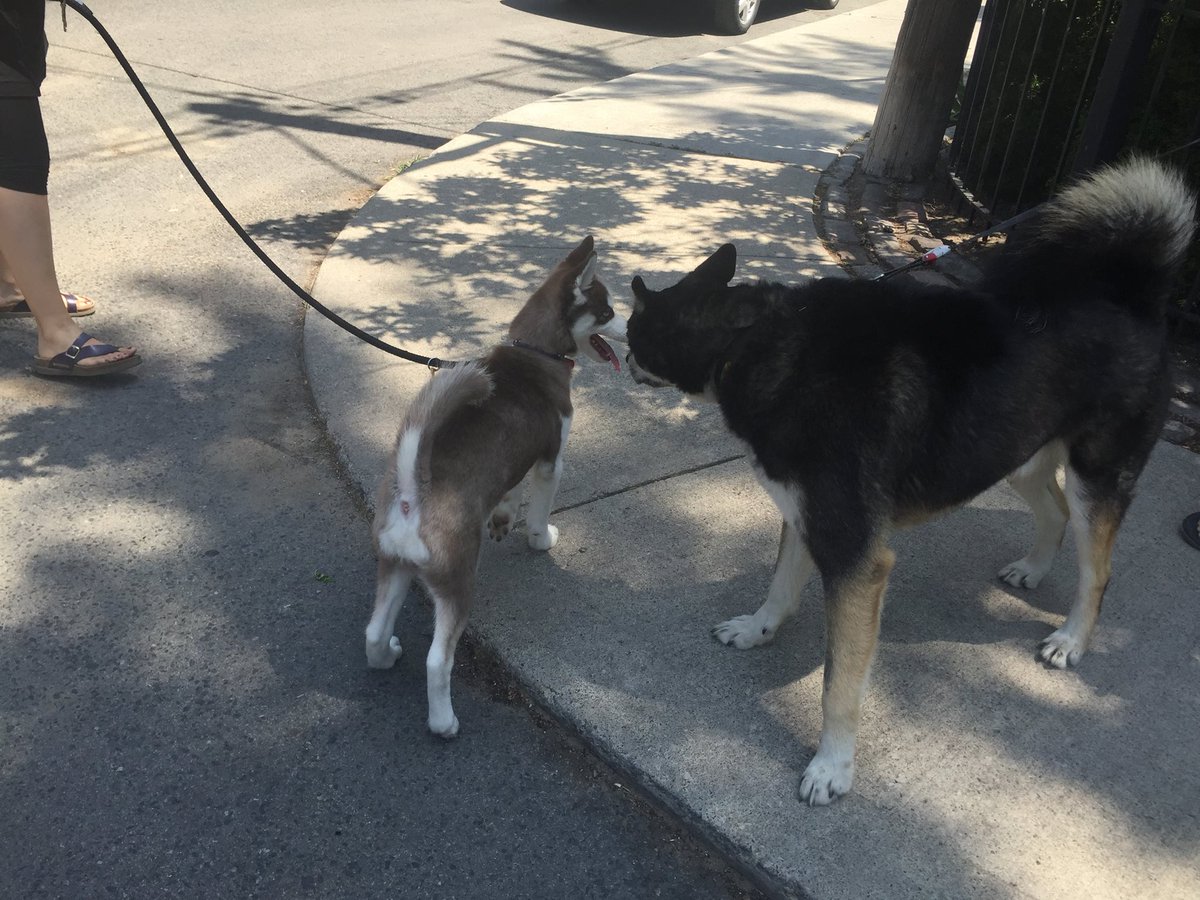 freekoreandogs's tweet photo. Look at this adorable Paco, Korean rescue pup! He just arrived in Toronto, Canada. Feeling grateful! https://t.co/G9AIrLSWQX